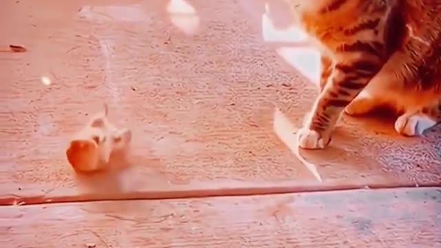 Cat And Rat Funny Compilation 2023 | Fighting Animals Videos | Animals Funny Videos #shorts #animals