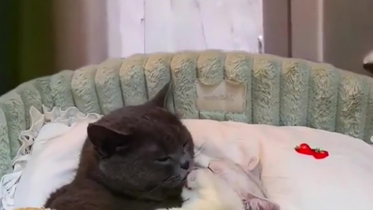 #TikTok#fyp#foryou#pet#cutekittehs