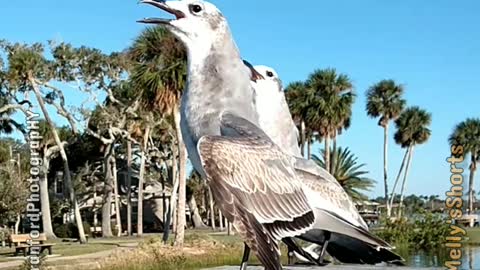 Crowing Seagull