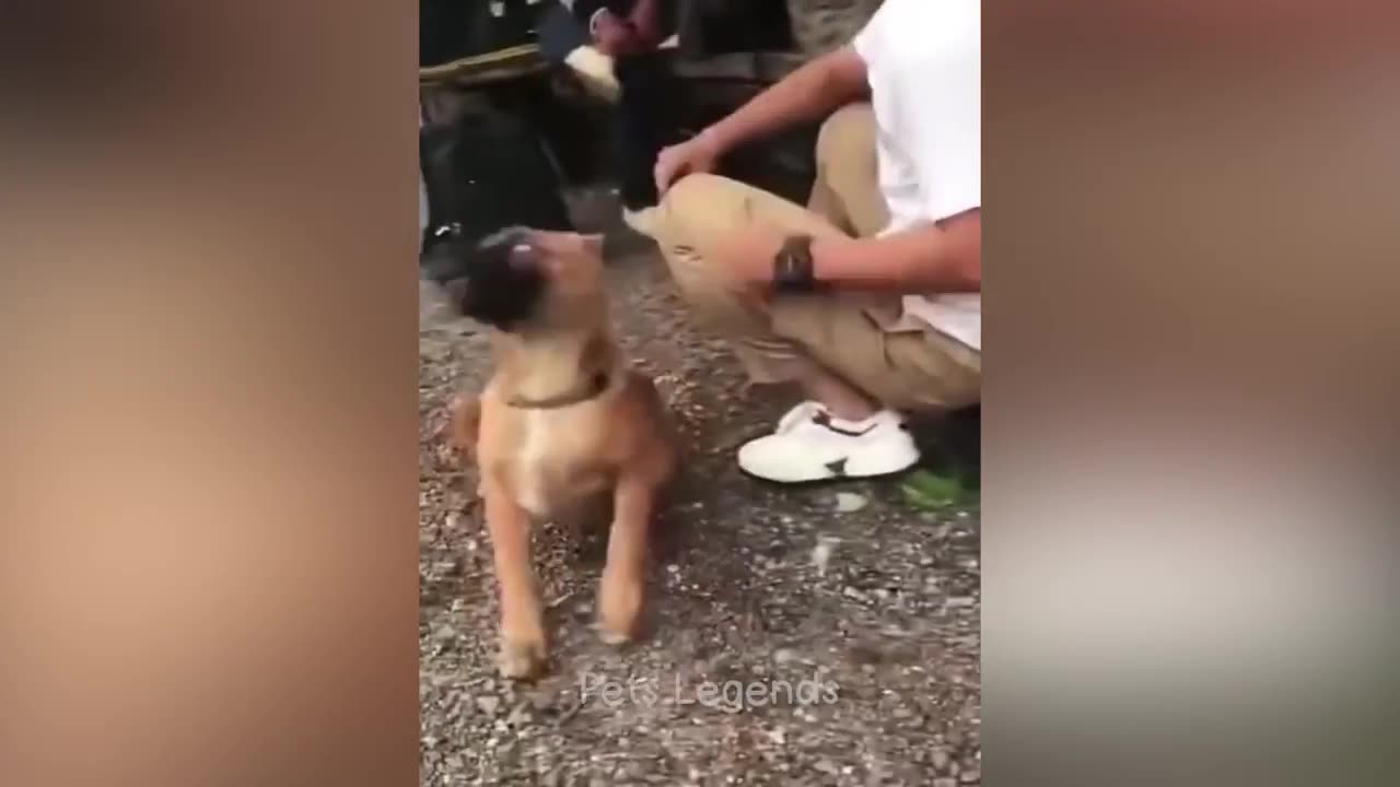 Funniest animal 2023