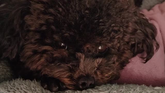 puppy