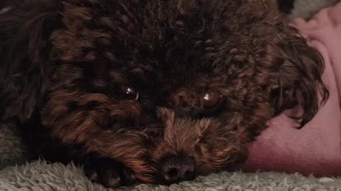 puppy