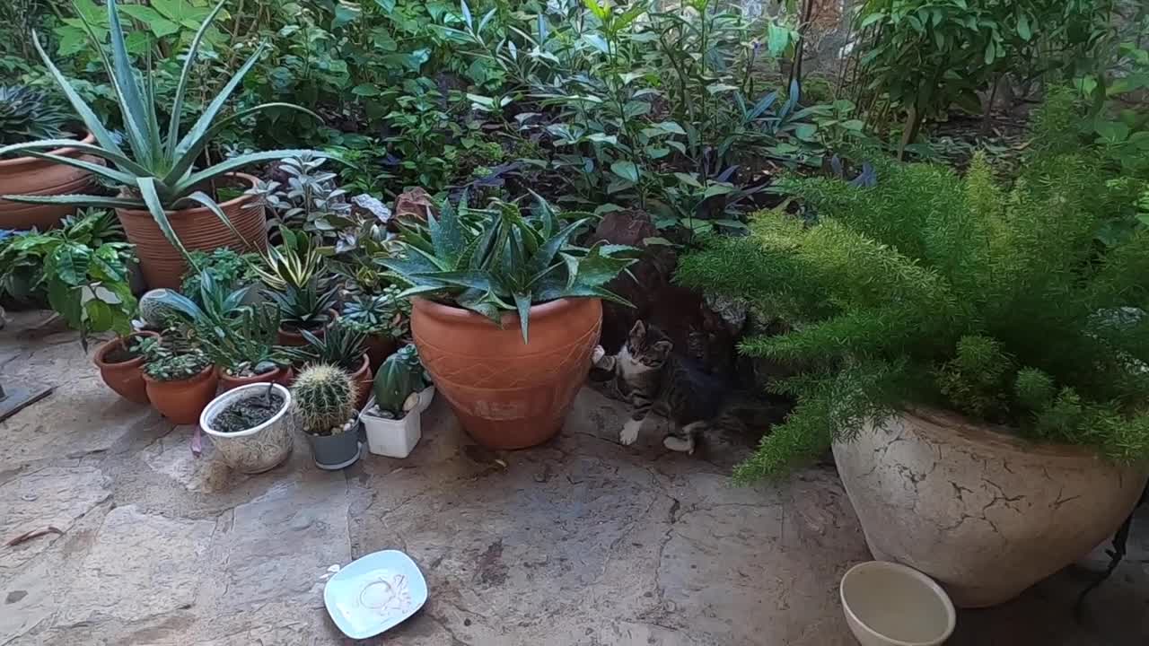 Cute kitten trying to catch flying fly