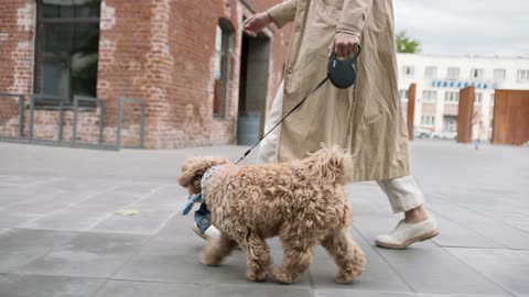 Nice walking puppy