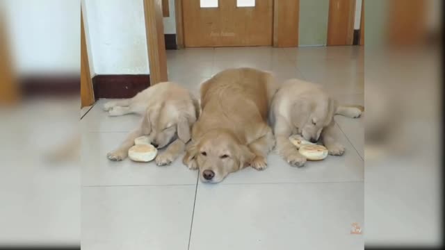 Dog funny moment part 4
