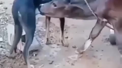 Cute and adorable animal behavior makes anyone happy to see it
