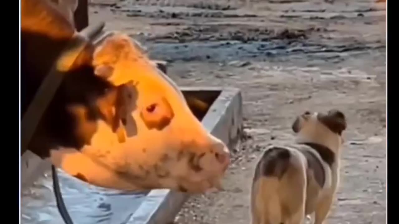 Funny video