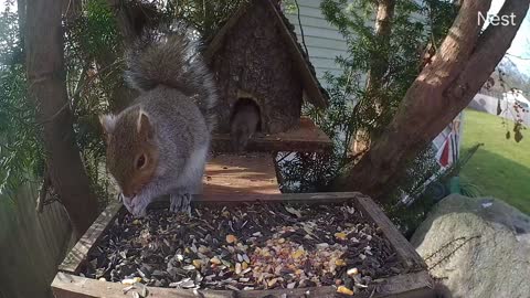 Mouse Gives Squirrel a Sniff