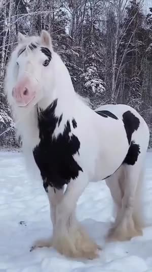 Can_you_guess_the_breed_of_this_beautiful_snowy_pony_smolla_horses__horse__horses__horseriding