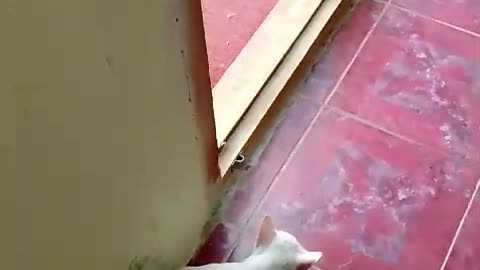 FunnyCat
