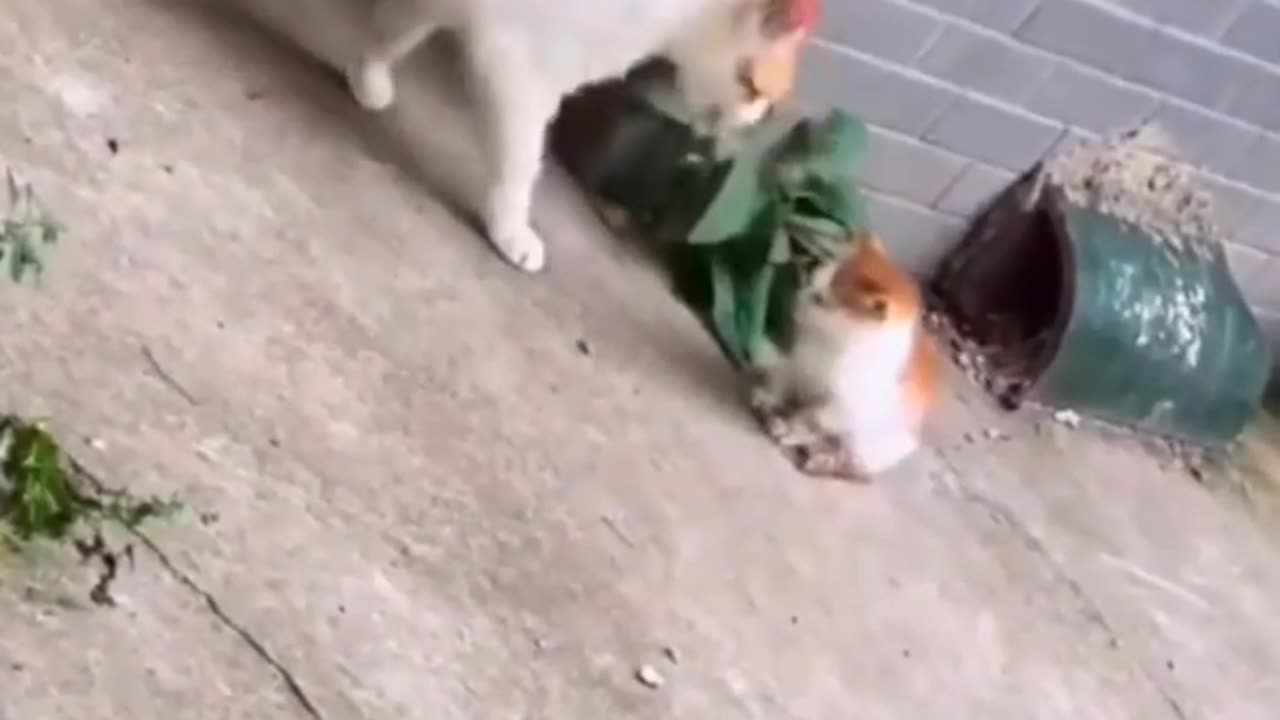 Angry mommy cat & her kitten