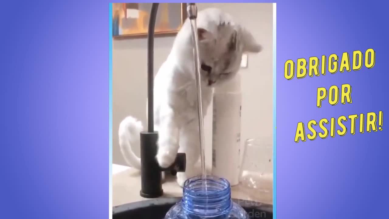 funny and amusing animal vbbideo os - funny