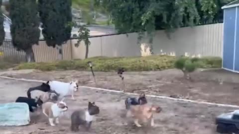 Incredibly animals moment