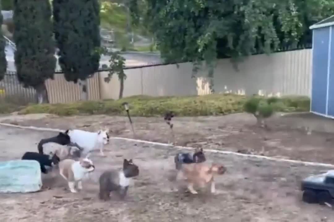 Incredibly animals moment