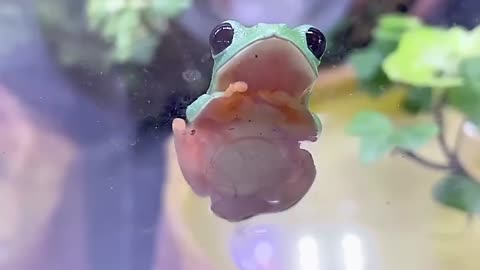 A frog waking up from sleep is still cute today