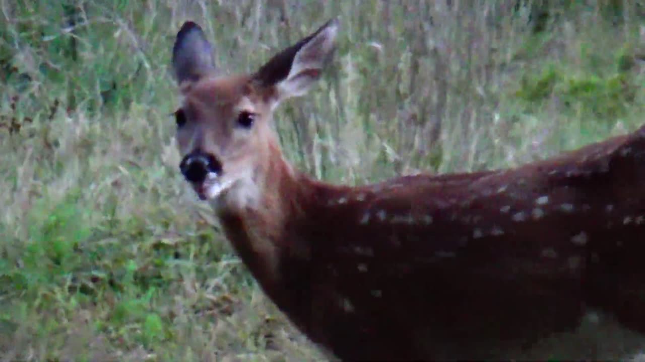 Fawn Deer