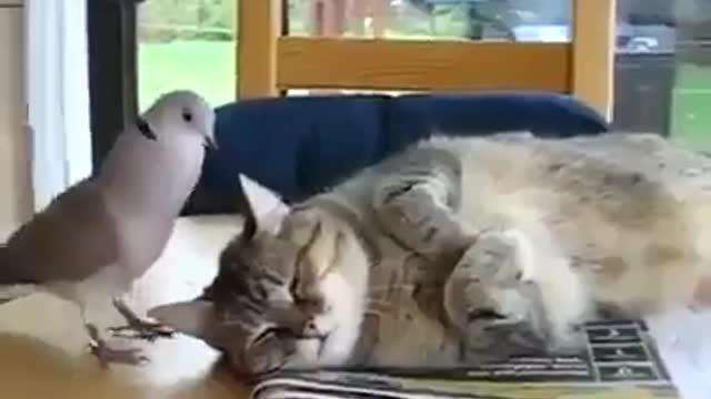 Watch how a cat does with a bird