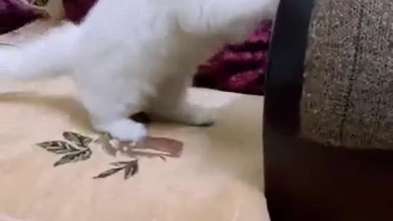 Cute cat enjoying video