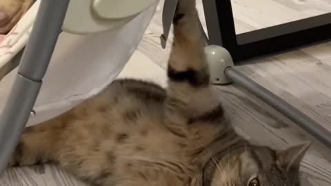 Cat swings baby in the Rocker