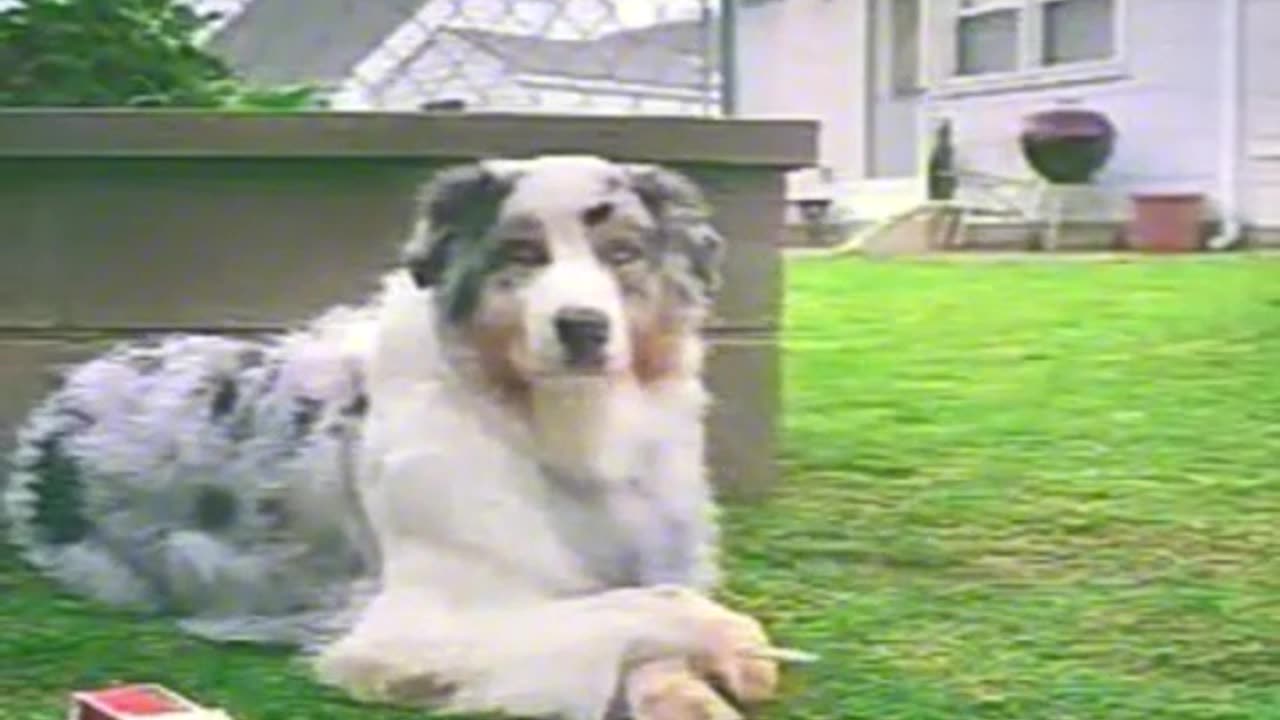 Funny dog habitat video