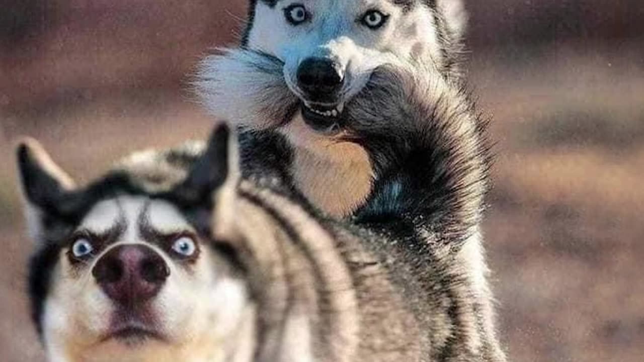 Funny Animals 2023 That Will Keep You Laughing For Hours😍Funniest Animals Videos