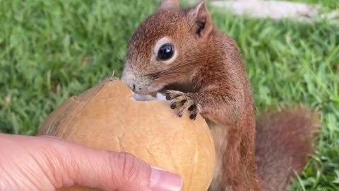 squirrel having a snack