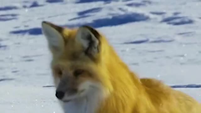 The fox pounces on the prey in the snow