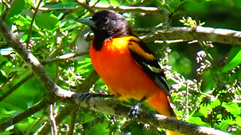 Oriole