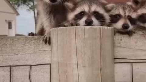 #CuteBabyAnimals #Funny #daily #Shorts #amushorts #rumble C178