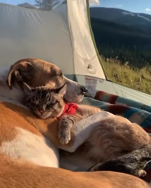 Puppy and kitten have been best friends since birth
