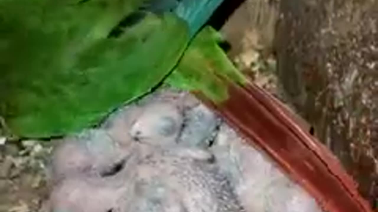 Very beautiful parrot babies .best birds viral video