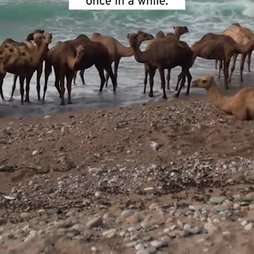 Camel Herd has a Beach Day