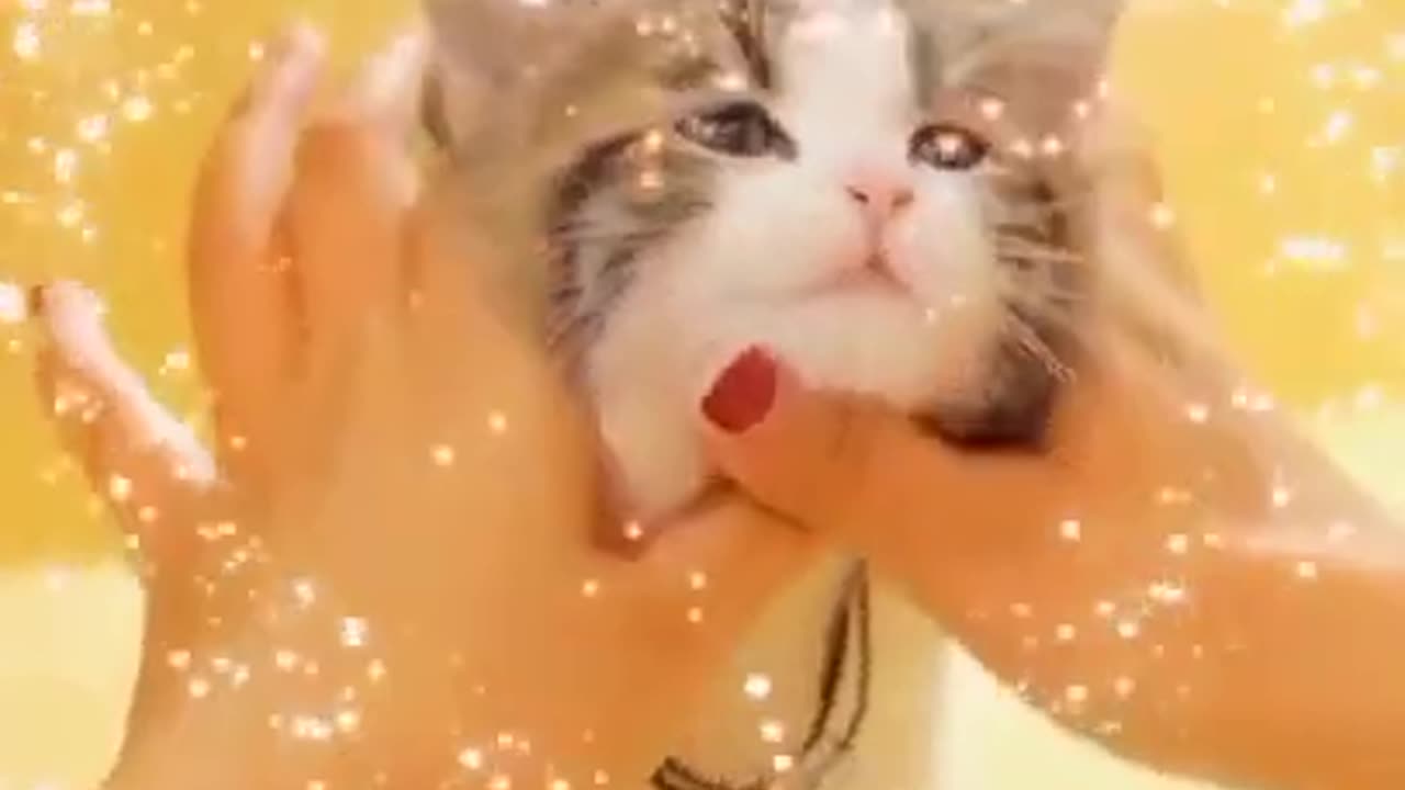 "Cute Cat Funny Video - Adorable Feline and Baby Viral Kids #Shorts! 😹👶 #cat #viralvideo