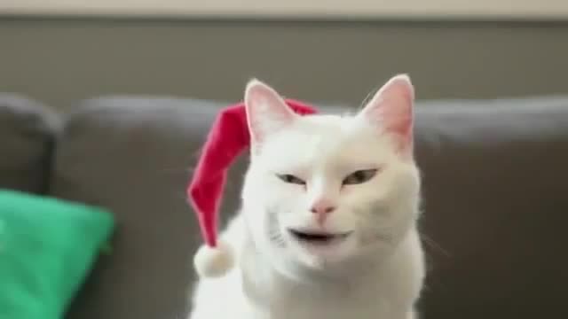 cute cat singing