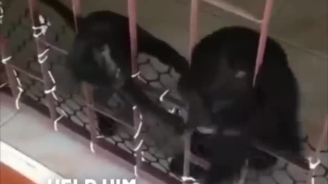 A cat helped a puppy who got stuck in a fence
