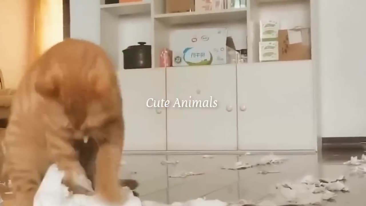 Cute Animals