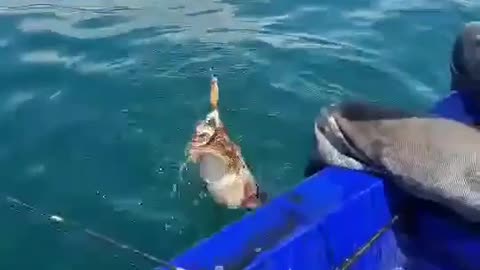 This is a beautiful and charming water-dwelling species