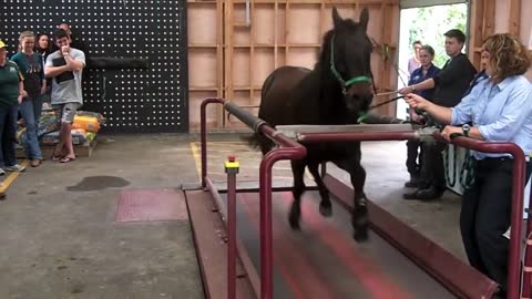 Horse on a treadmil