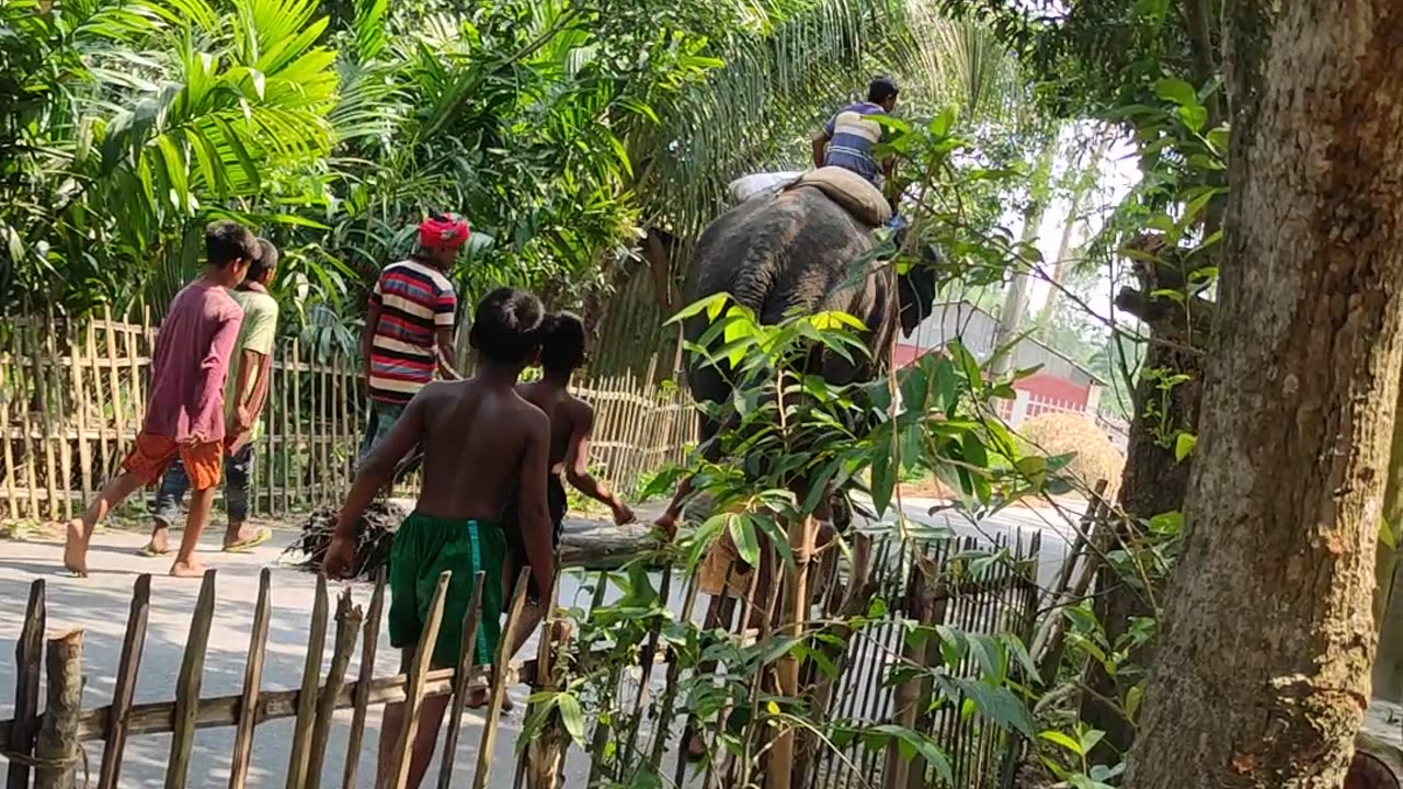 A big Elephant in my village