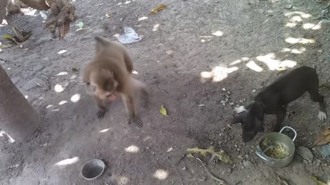 Monkey and dog