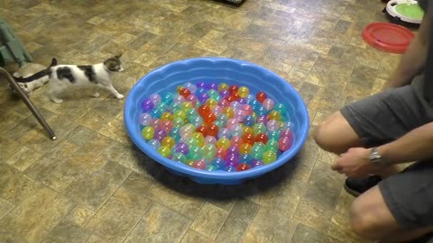 Cute Kittens Play in Ball Pit