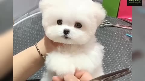 Little Cute puppies | Viral Cute puppies | Relaxing Dog Video ❤️