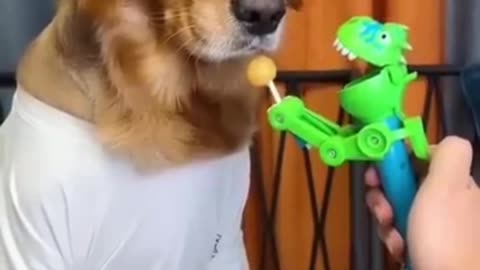 Funny Dog