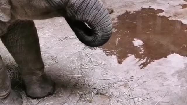 elephants