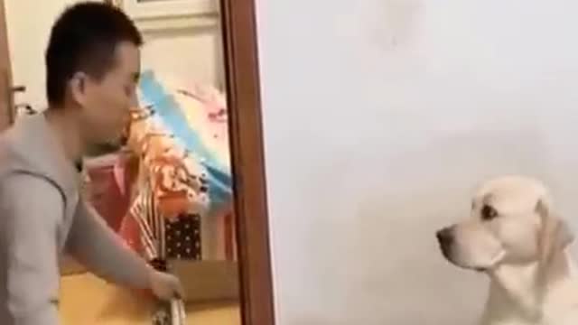 See What The Funny Dog Did After Hiding