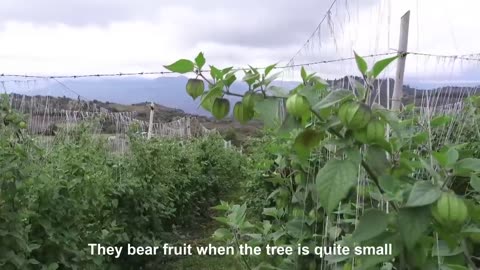 Golden Berry Harvesting Picking and Packing - Amazing Agriculture Golden Berry Farming Technique