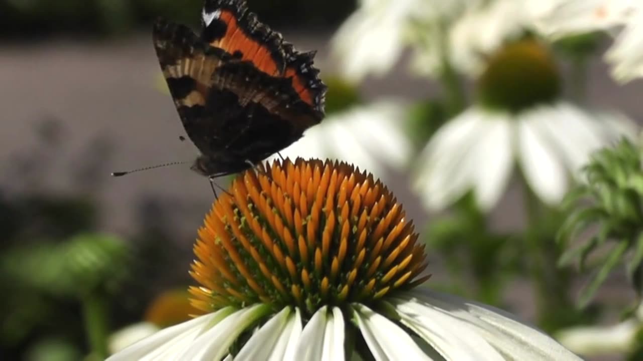 BEAUTY OF BUTTERFLY