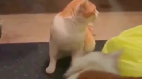 Guess what, the last cat fell into the water