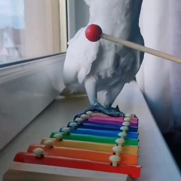 Baby shark do do do do 🎶