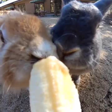 Even rabbits love banana - do you like bananas?